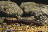 弓斑肥螈<i>Pachytriton archospotus</i>