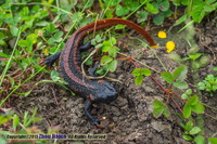 贵州疣螈<i>Tylototriton kweichowensis</i>