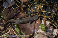 义乌小鲵<i>Hynobius yiwuensis</i>
