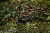高山棘螈<i>Echinotriton maxiquadratus</i>
