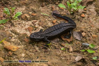 大别疣螈<i>Tylototriton dabienicus</i>
