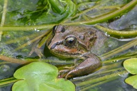 高山倭蛙<i>Nanorana parkeri</i>