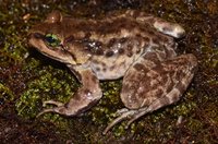 墨脱棘蛙<i>Nanorana medogensis</i>