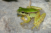 察隅湍蛙<i>Amolops chayuensis</i>