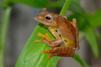 双斑树蛙<i>Rhacophorus bipunctatus</i>