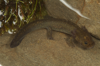 西藏山溪鲵<i>Batrachuperus tibetanus</i>