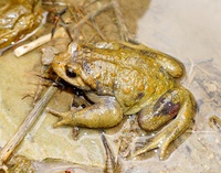 胸腺齿突蟾<i>Scutiger glandulatus</i>