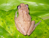 墨脱纤树蛙<i>Gracixalus medogensis</i>