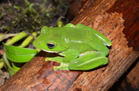 白颌大树蛙<i>Zhangixalus smaragdinus</i>