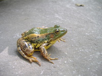 湖北侧褶蛙<i>Pelophylax hubeiensis</i>