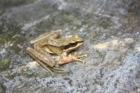 阿尼桥湍蛙<i>Amolops aniqiaoensis</i>