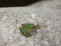 黄岗臭蛙<i>Odorrana huanggangensis</i>