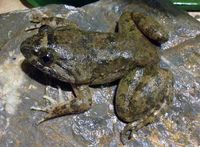版纳大头蛙<i>Limnonectes bannaensis</i>