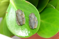 黑蹼树蛙<i>Rhacophorus kio</i>