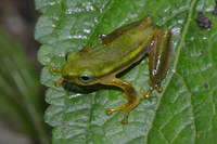 喜山侧条树蛙<i>Rohanixalus shyamrupus</i>