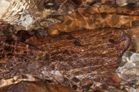 疣棘溪蟾<i>Bufo tuberospinius</i>