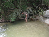商城肥鲵<i>Pachyhynobius shangchengensis</i>