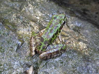 天目臭蛙<i>Odorrana tianmuii</i>