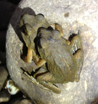 天台粗皮蛙<i>Glandirana tientaiensis</i>