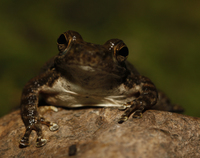 武夷湍蛙<i>Amolops wuyiensis</i>