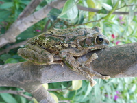 峨眉树蛙<i>Zhangixalus omeimontis</i>