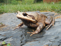 川南短腿蟾<i>Brachytarsophrys chuannanensis</i>