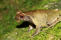 棘指角蟾<i>Boulenophrys spinata</i>
