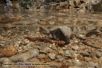 秉志肥螈<i>Pachytriton granulosus</i>