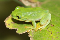 黑点树蛙<i>Zhangixalus nigropunctatus</i>