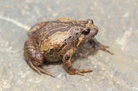 云南小狭口蛙<i>Glyphoglossus yunnanensis</i>
