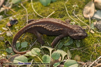 琉球棘螈<i>Echinotriton andersoni</i>
