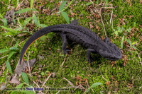 细痣疣螈<i>Tylototriton asperrimus</i>