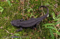 宽脊疣螈<i>Tylototriton broadoridgus</i>