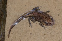 乡城齿蟾<i>Oreolalax xiangchengensis</i>