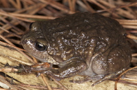多疣狭口蛙<i>Kaloula verrucosa</i>