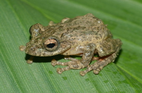 突吻原指树蛙<i>Kurixalus naso</i>