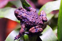 强婚刺铃蟾<i>Bombina fortinuptialis</i>