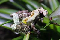白斑棱皮树蛙<i>Theloderma albopunctatum</i>