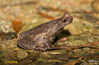 井冈角蟾<i>Boulenophrys jinggangensis</i>