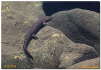 黑斑肥螈<i>Pachytriton brevipes</i>