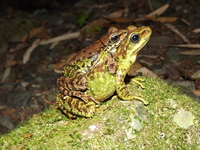 四川湍蛙<i>Amolops mantzorum</i>