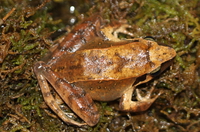 越南趾沟蛙<i>Rana johnsi</i>