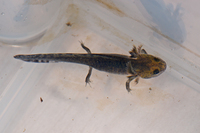 镇海棘螈<i>Echinotriton chinhaiensis</i>