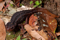 棕黑疣螈<i>Tylototriton verrucosus</i>