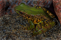 绿臭蛙<i>Odorrana margaretae</i>