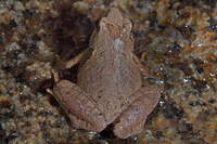 合征姬蛙<i>Microhyla mixtura</i>