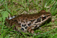 河口水蛙<i>Hylarana hekouensis</i>