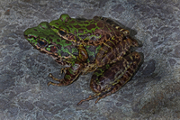 南江臭蛙<i>Odorrana nanjiangensis</i>