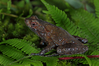 巫山角蟾<i>Boulenophrys wushanensis</i>