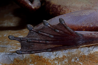 大吉岭臭蛙<i>Odorrana chloronota</i>